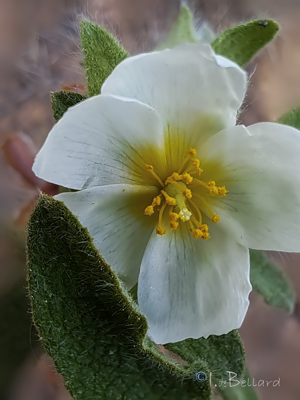 Cistus pouzolzii.04