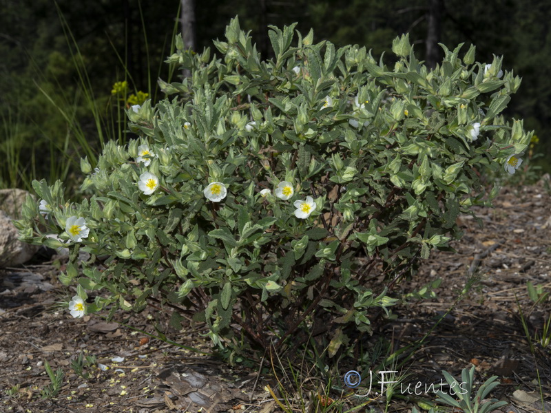 Cistus pouzolzii.05