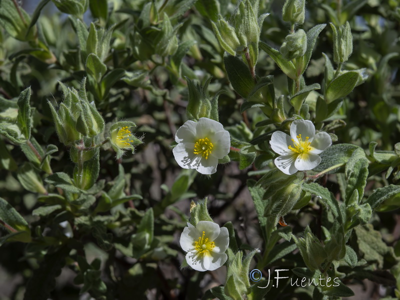 Cistus pouzolzii.06