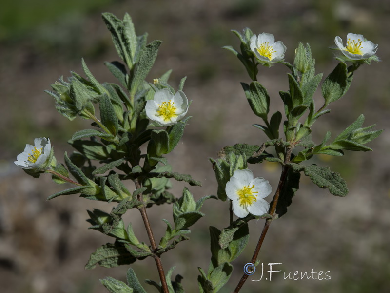 Cistus pouzolzii.07