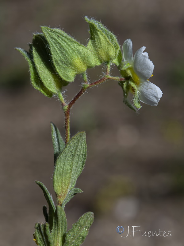 Cistus pouzolzii.03