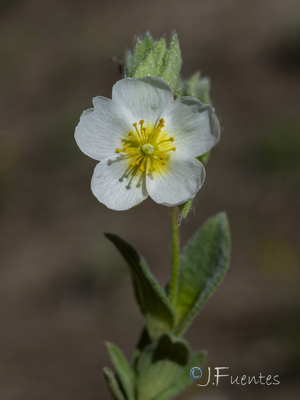 Cistus pouzolzii.09