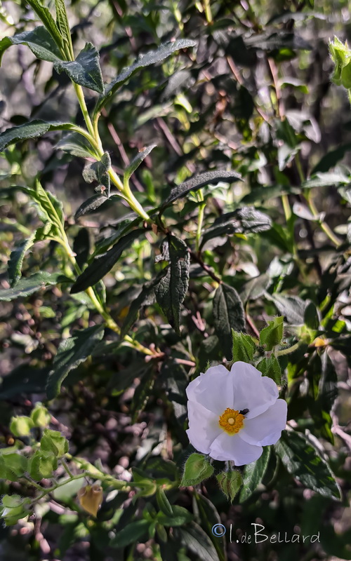 Cistus × longifolius.01