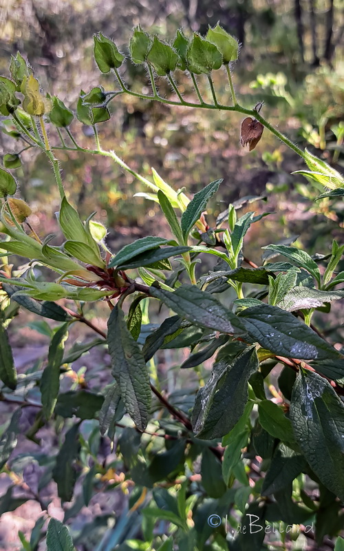 Cistus × longifolius.02