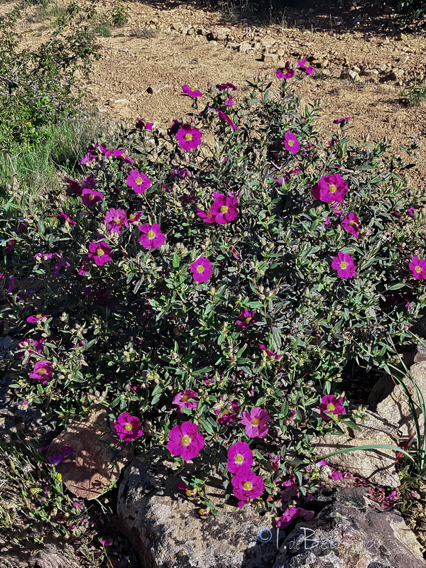 Cistus × longifolius.02