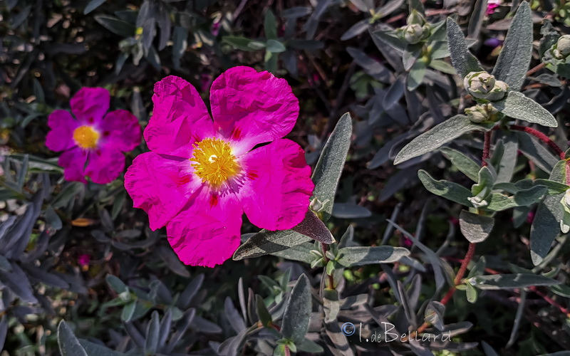 Cistus × longifolius.01