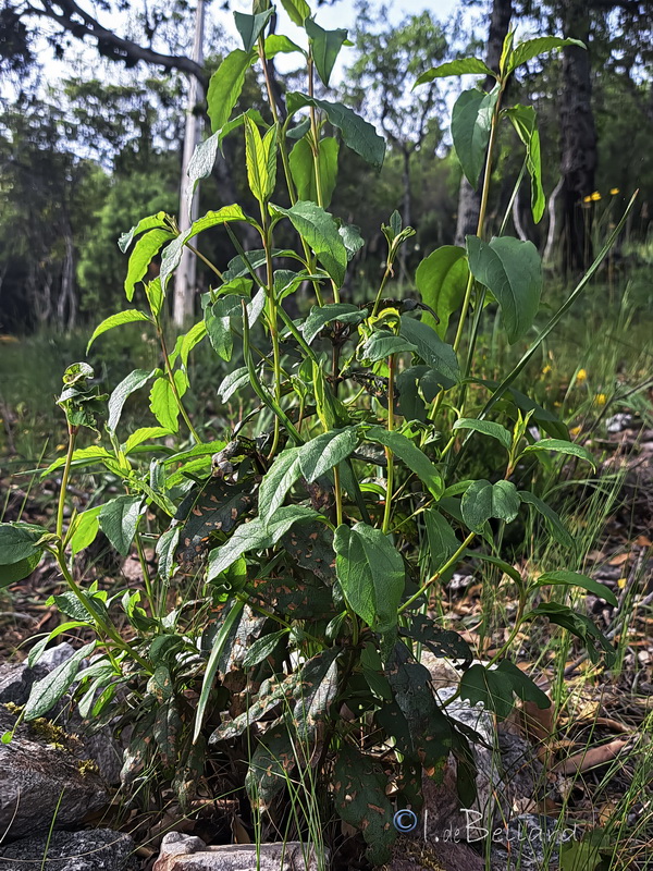 Cistus stenophyllus.06