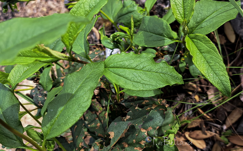 Cistus stenophyllus.07