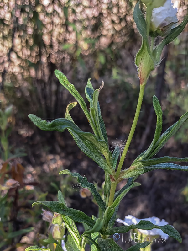 Cistus × stenophyllus.03