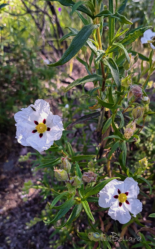 Cistus × stenophyllus.04