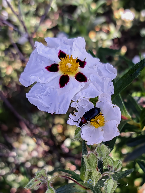 Cistus × stenophyllus.05