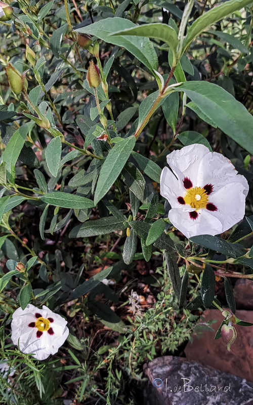 Cistus × stenophyllus.01