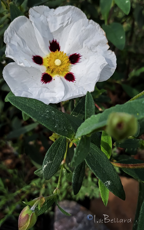 Cistus × stenophyllus.02