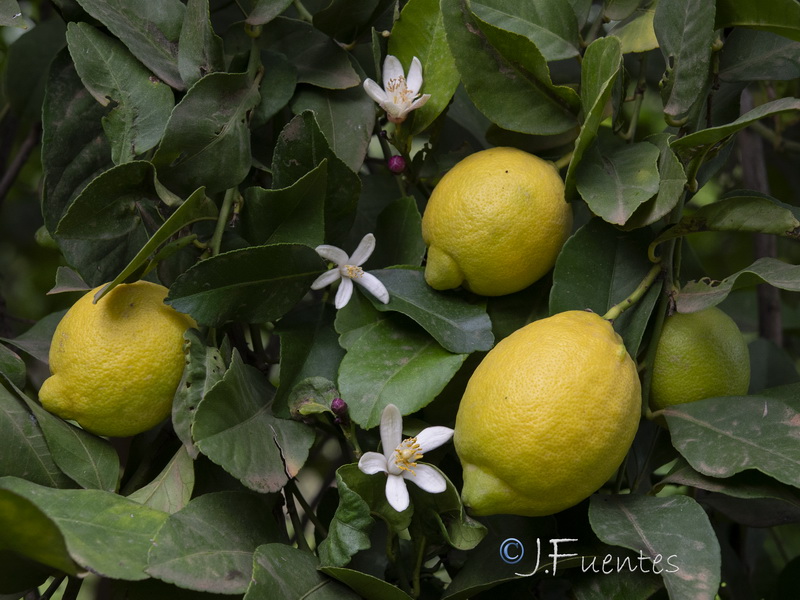 Citrus limon.31