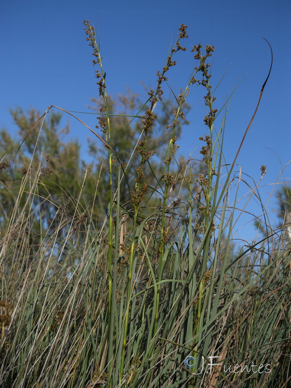 Cladium mariscus.09