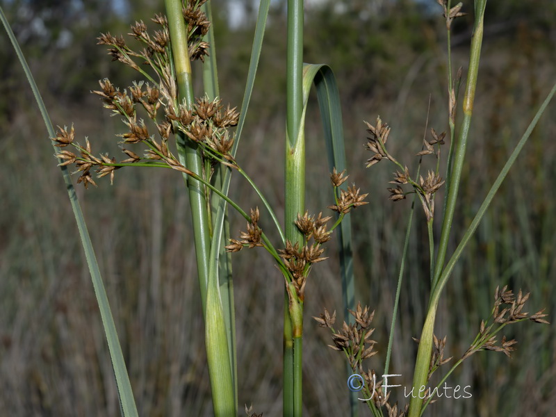 Cladium mariscus.16