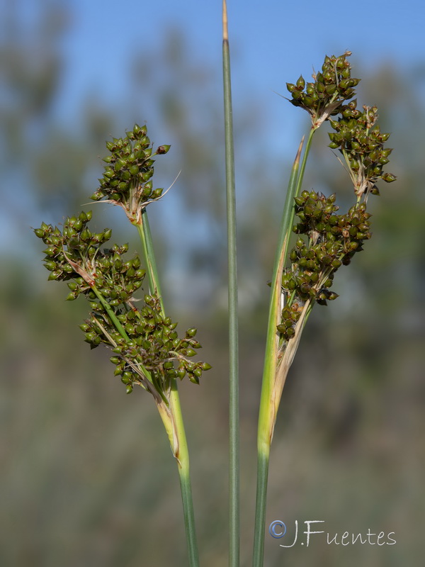 Cladium mariscus.17