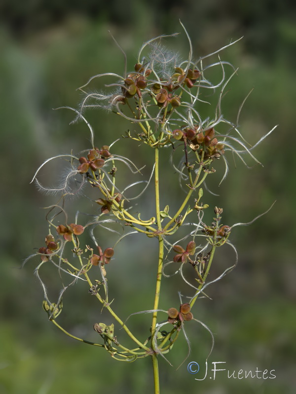 Clematis flammula.40