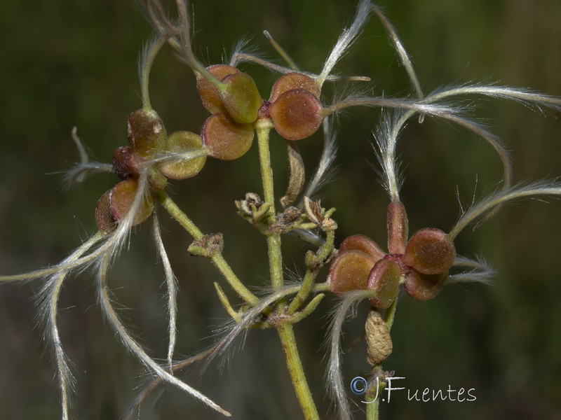 Clematis flammula.42