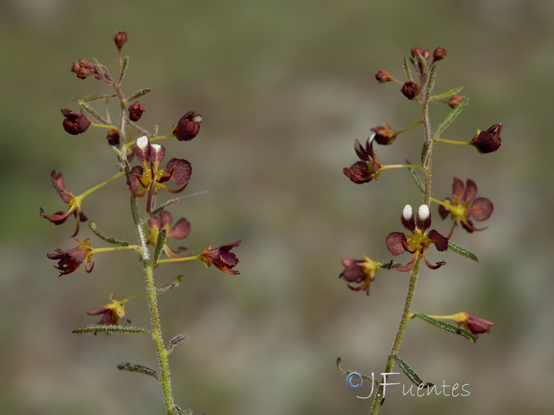 Cleome violacea.29