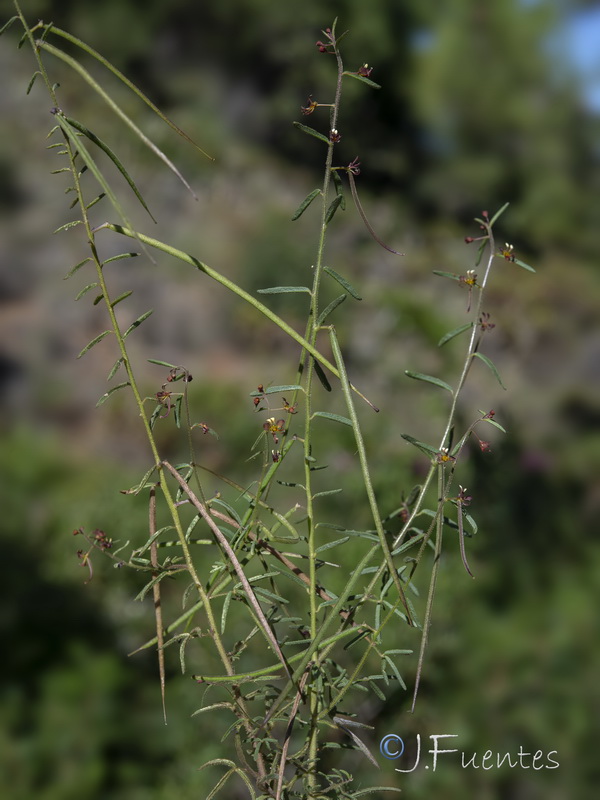 Cleome violacea.36