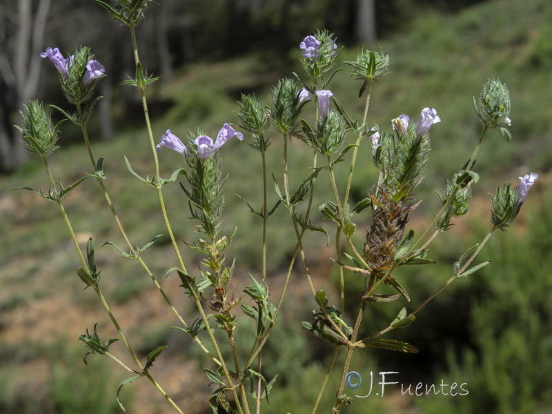 Cleonia lusitanica.18