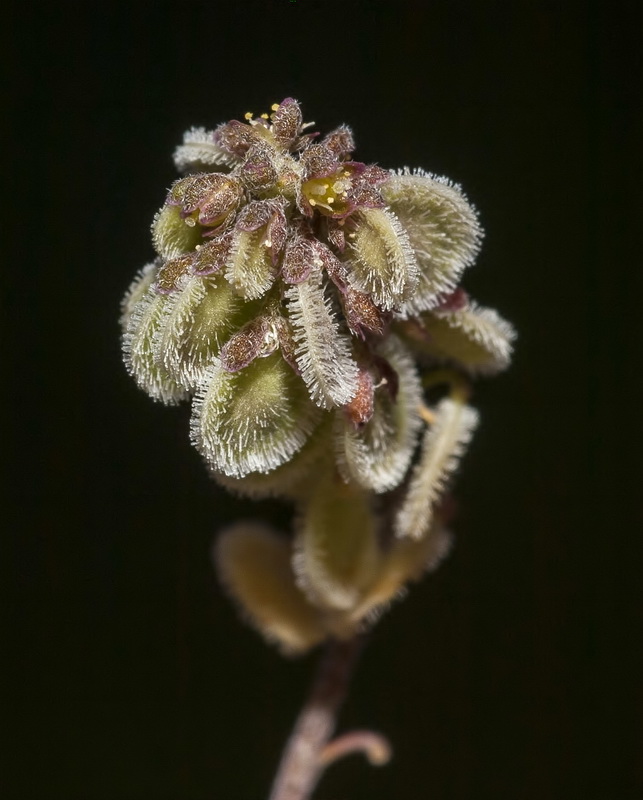 Clypeola jonthlaspi microcarpa.04