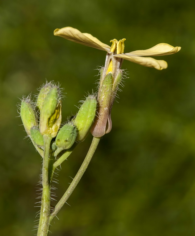 Coincya monensis cheiranthos.15