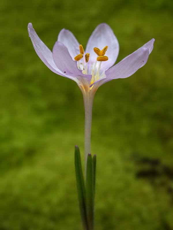 Colchicum tryphillum.27