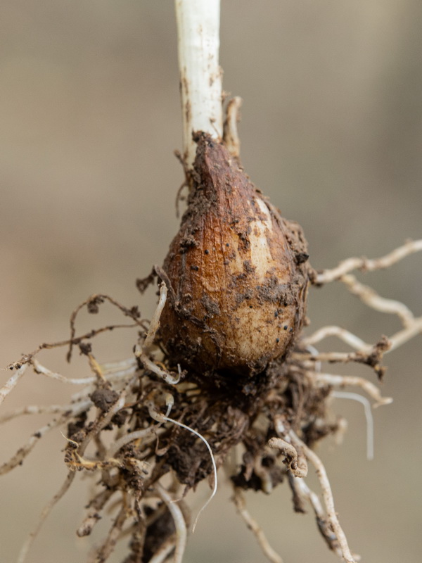 Colchicum multiflora.30