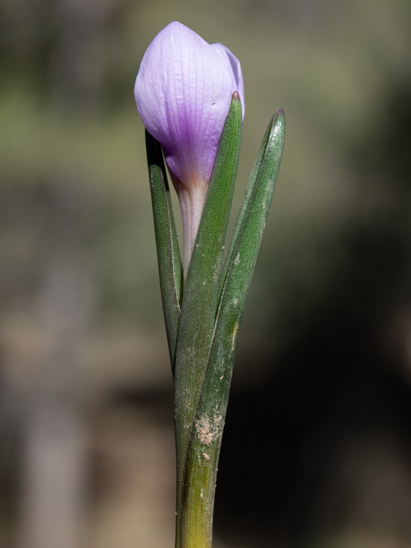 Colchicum multiflora.28