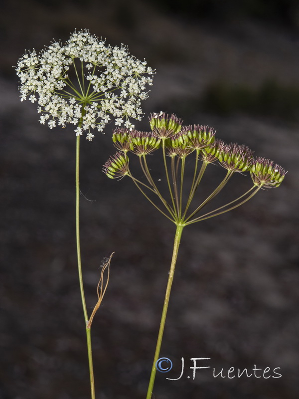 Conopodium marianum.07