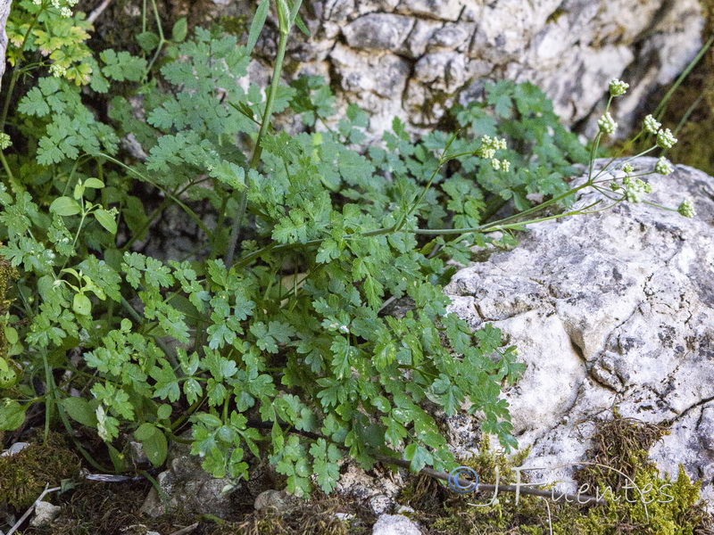 Conopodium thalictrifolium.02