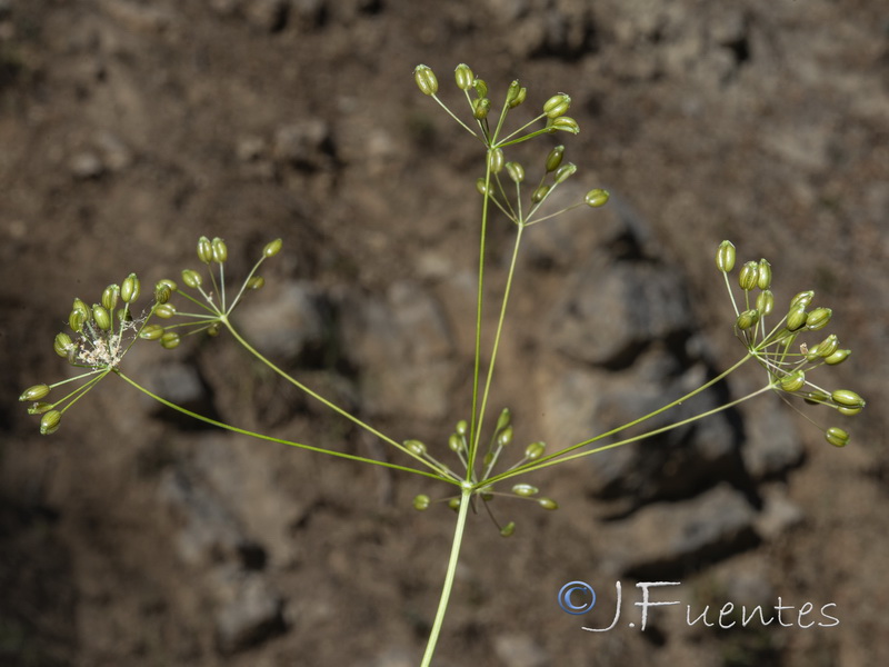 Conopodium thalictrifolium.08