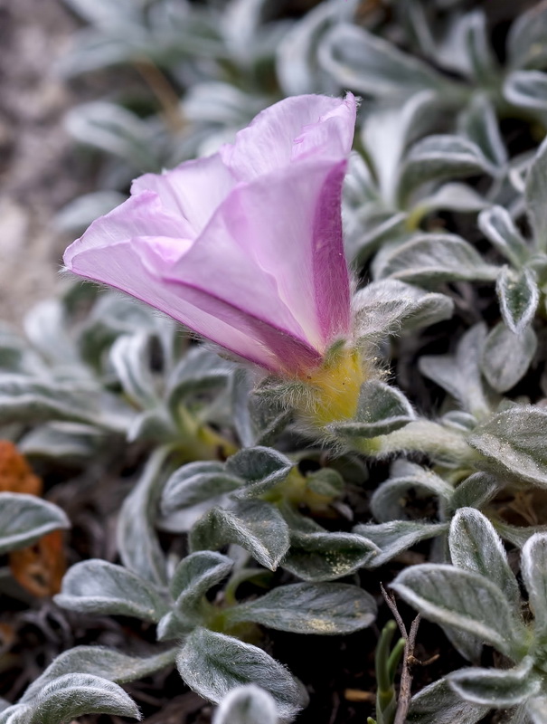 Convolvulus boissieri.19