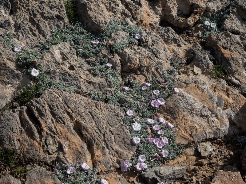 Convolvulus boissieri.31