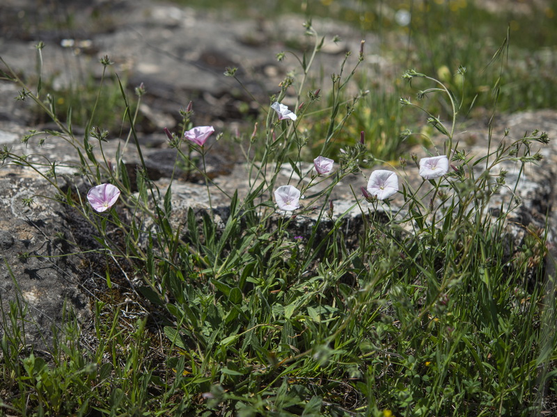 Convolvulus cantabrica.02