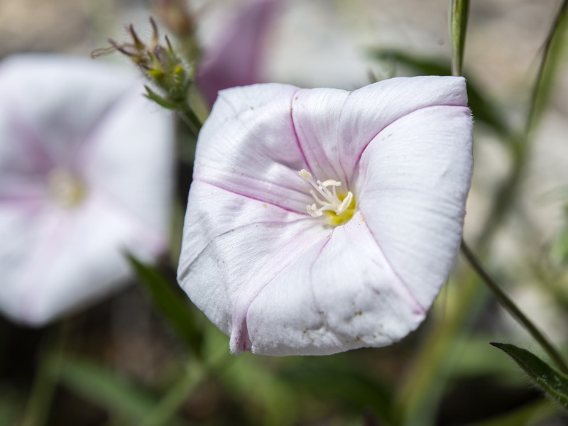 Convolvulus cantabrica.10