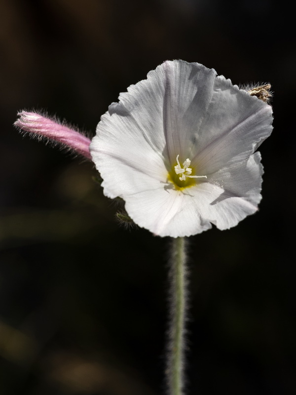 Convolvulus lanuginosus.11