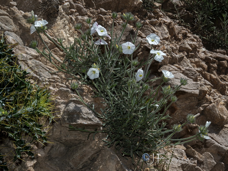 Convolvulus lanuginosus.23