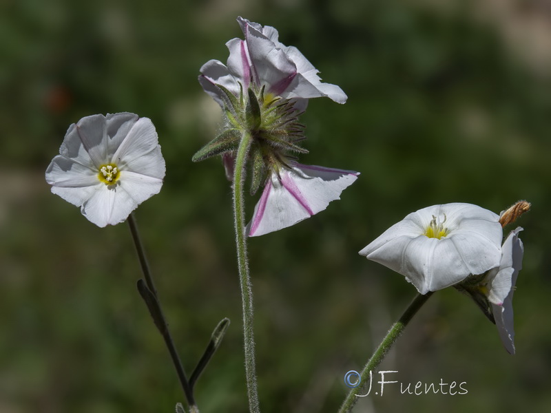 Convolvulus lanuginosus.24