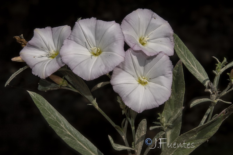 Convolvulus lineatus.23