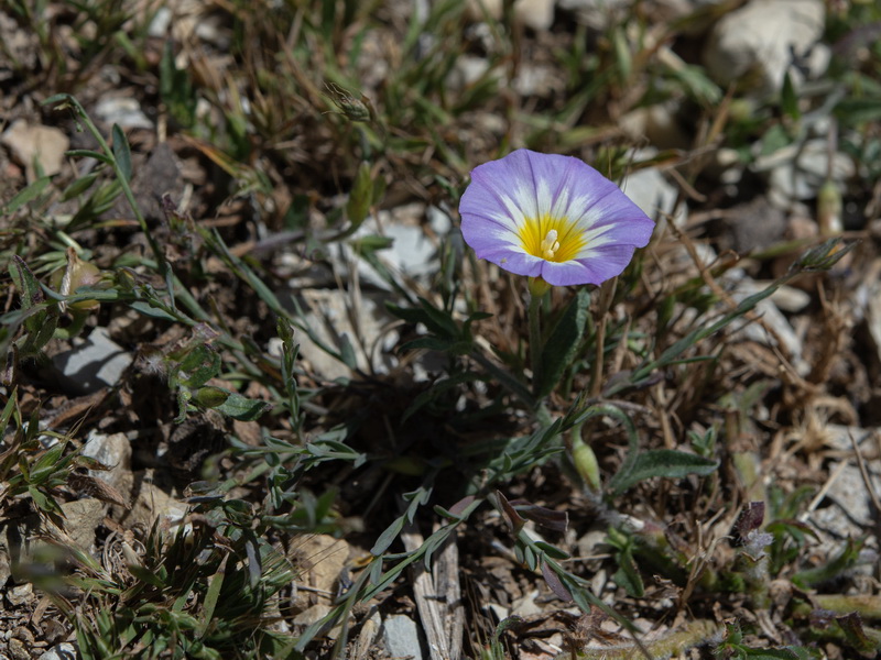 Convolvulus meonanthus.10