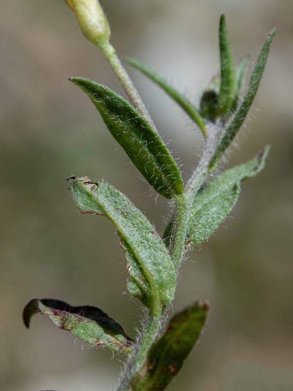 Convolvulus meonanthus.11