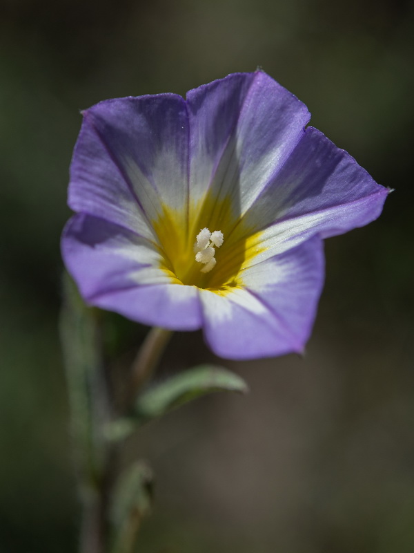 Convolvulus meonanthus.12