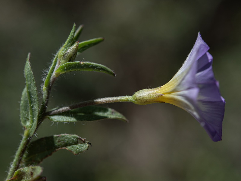 Convolvulus meonanthus.15