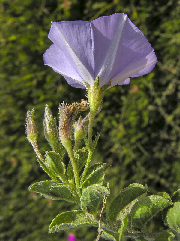 Convolvulus savatius.10