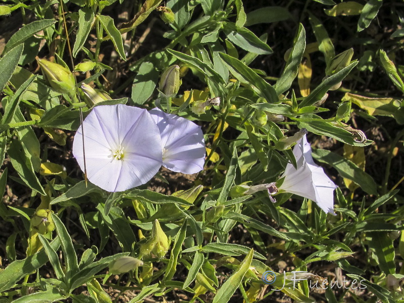 Convolvulus valentinus.06