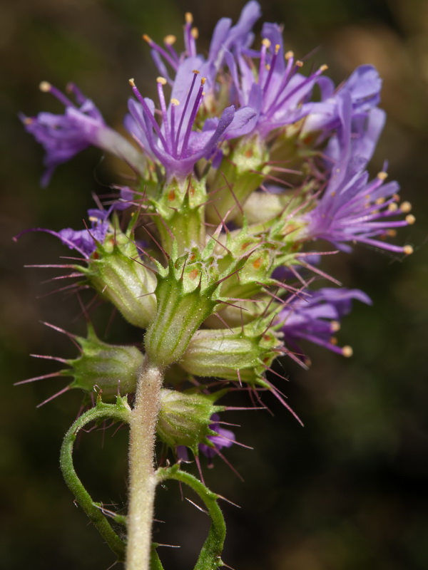 Coris monspeliensis fontqueri.21