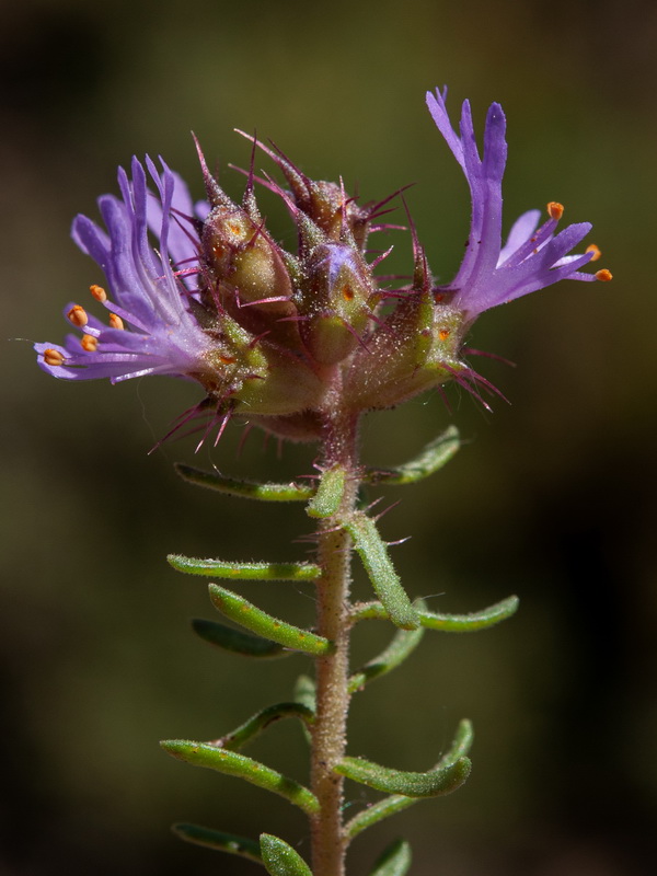 Coris monspeliensis fontqueri.28